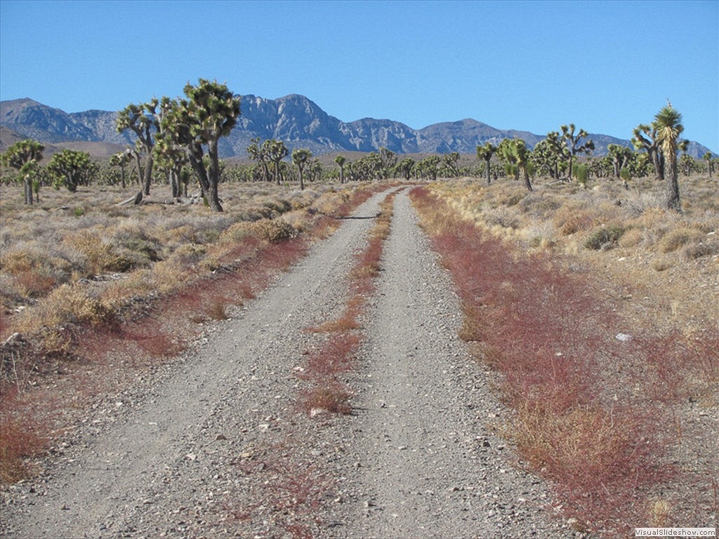 DV 2010