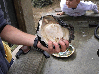 ABALONE DIVING